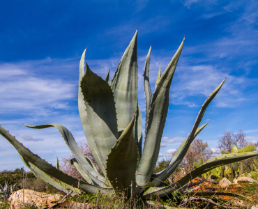 Agave Americana