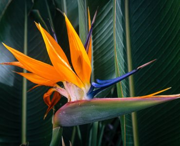 Bird of paradise