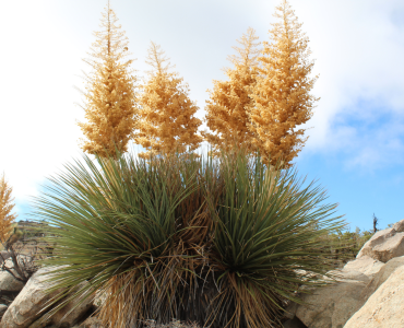 Nolina Nelsonii, agave, yucca