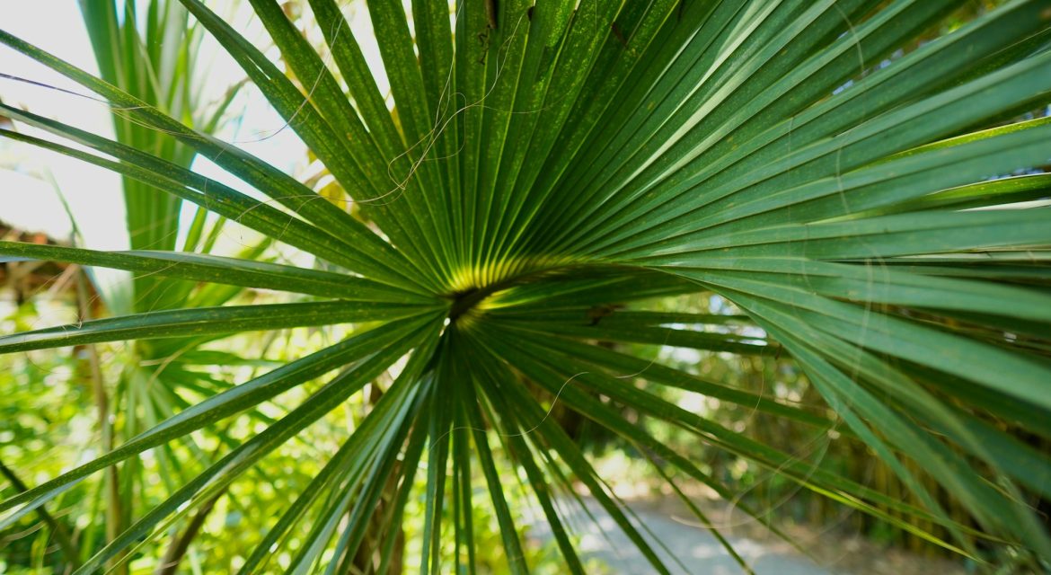 A closeup of saw palmetto plant