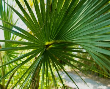 A closeup of saw palmetto plant