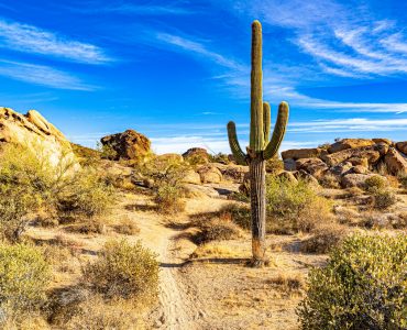 A saguaro cactus among the boulders in the Sonoran desert