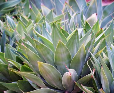 agave