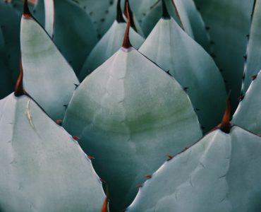 Agave parryi