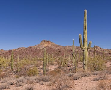 American Desert Landscape