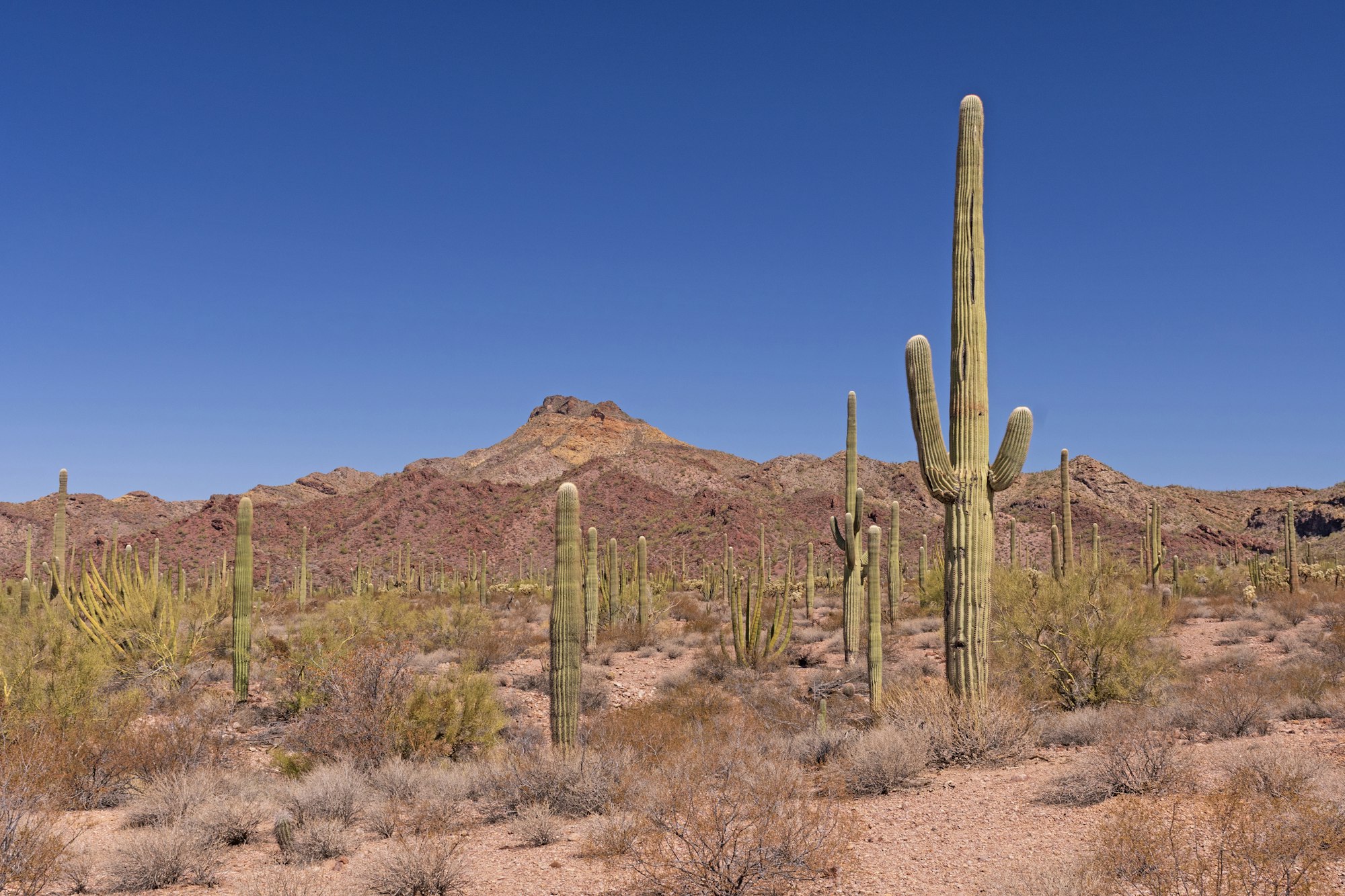 How long have desert plants been around for?
