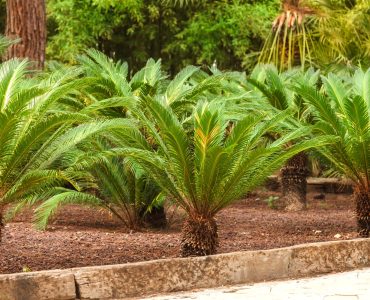 Beautiful green large branches sago palm in the garden