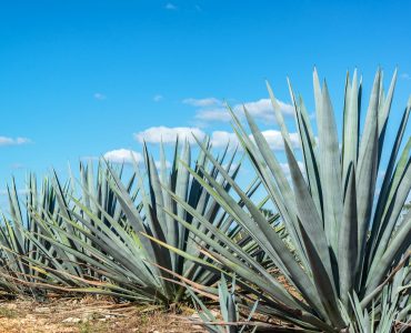 Blue Agave and Blue sky