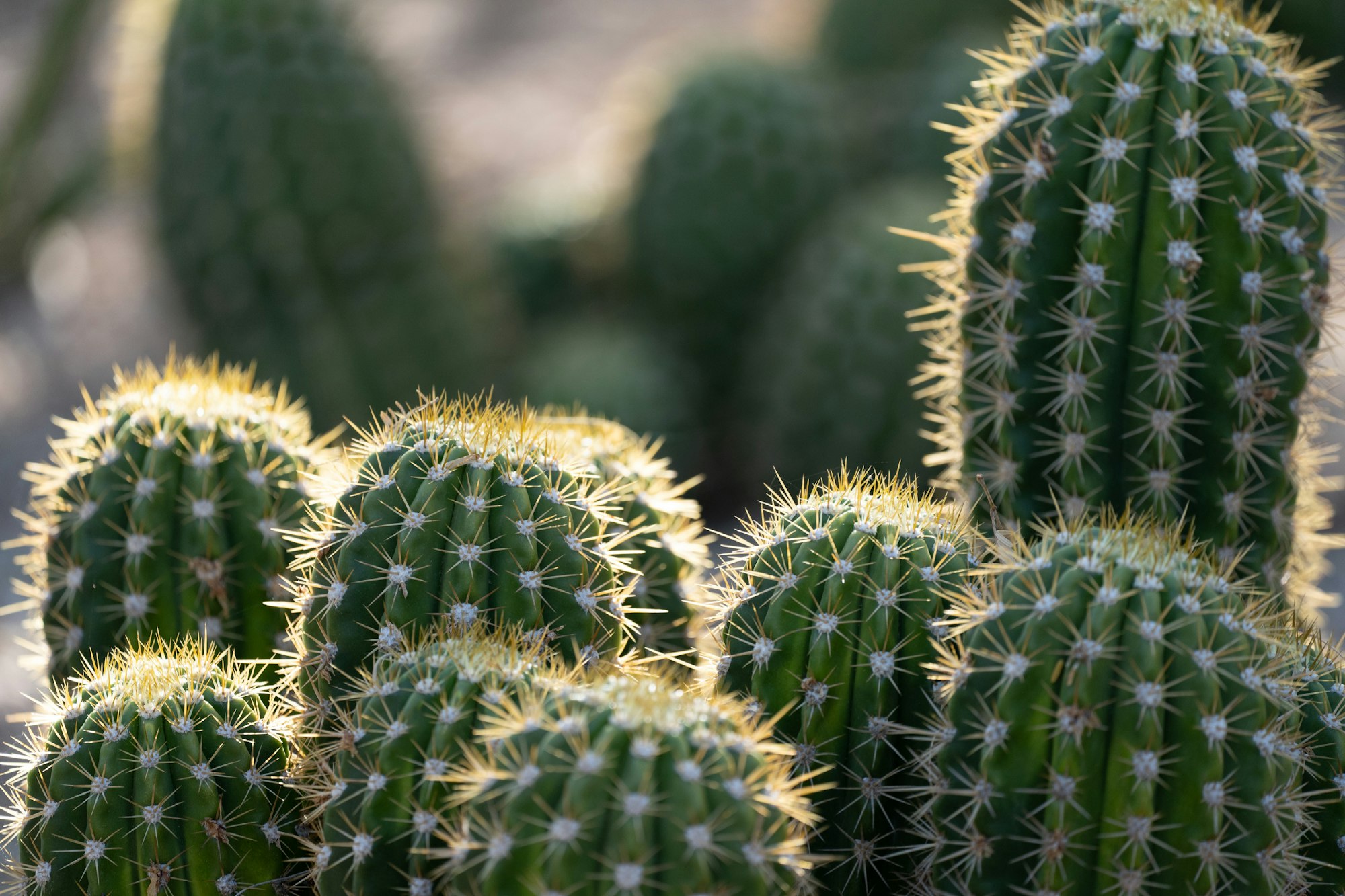 Cacti in Morning Light