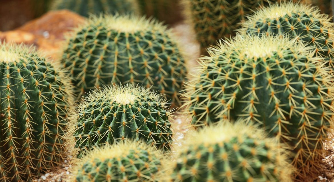 Cactus in Desert