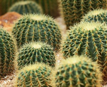 Cactus in Desert