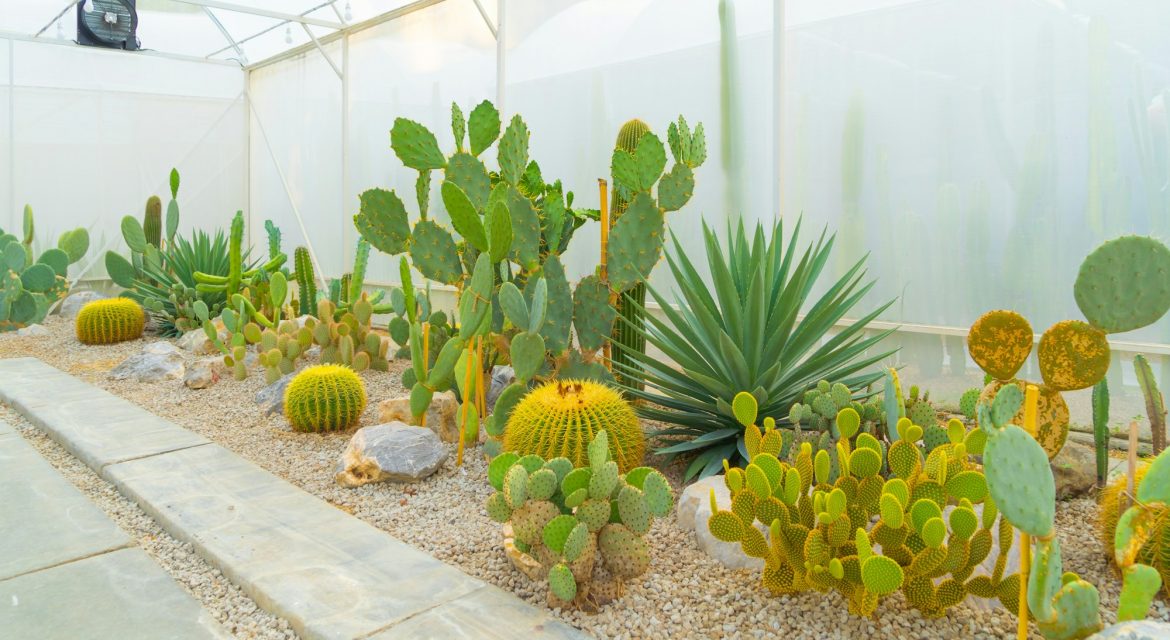Cactus plants set in garden desert in industry farm in agriculture concept.