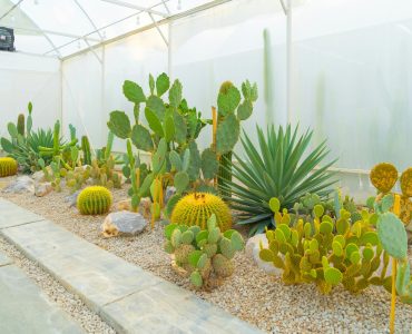 Cactus plants set in garden desert in industry farm in agriculture concept.