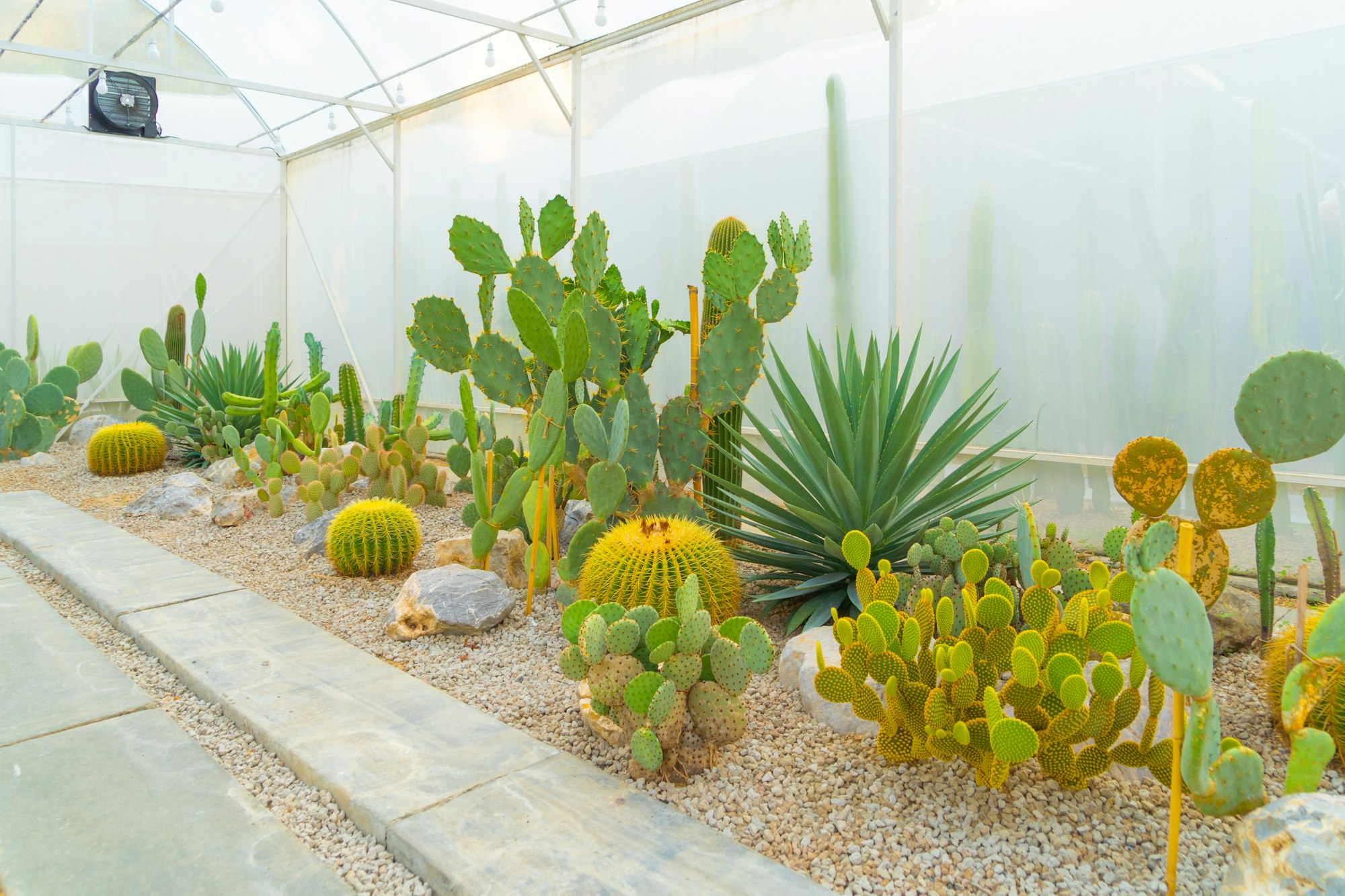 Why do desert plants make great additions to your landscape?