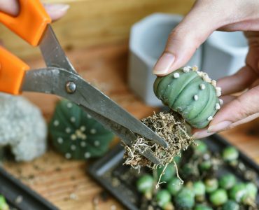 Cactus root cutting, Desert plant propagation, Preparing indoor houseplant for replanting