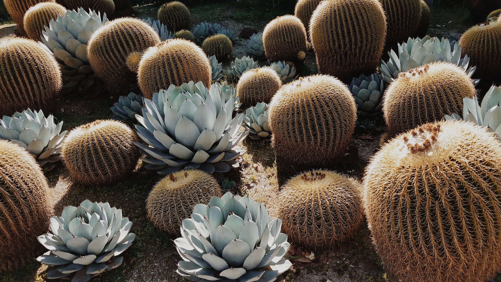 Cactus and agave