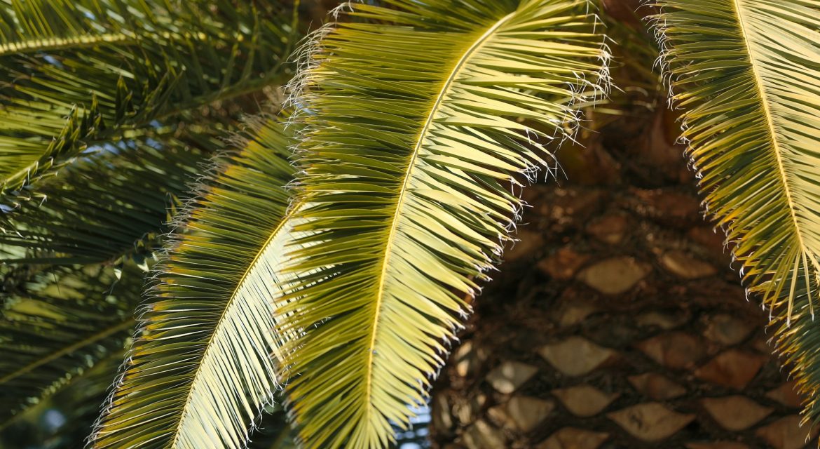 Closeup of green palm tree leaves