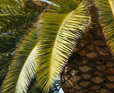 Closeup of green palm tree leaves