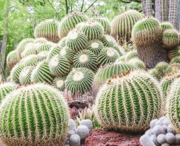 Desert cactus plants cacti in a botanical garden, arid climate, succulents,