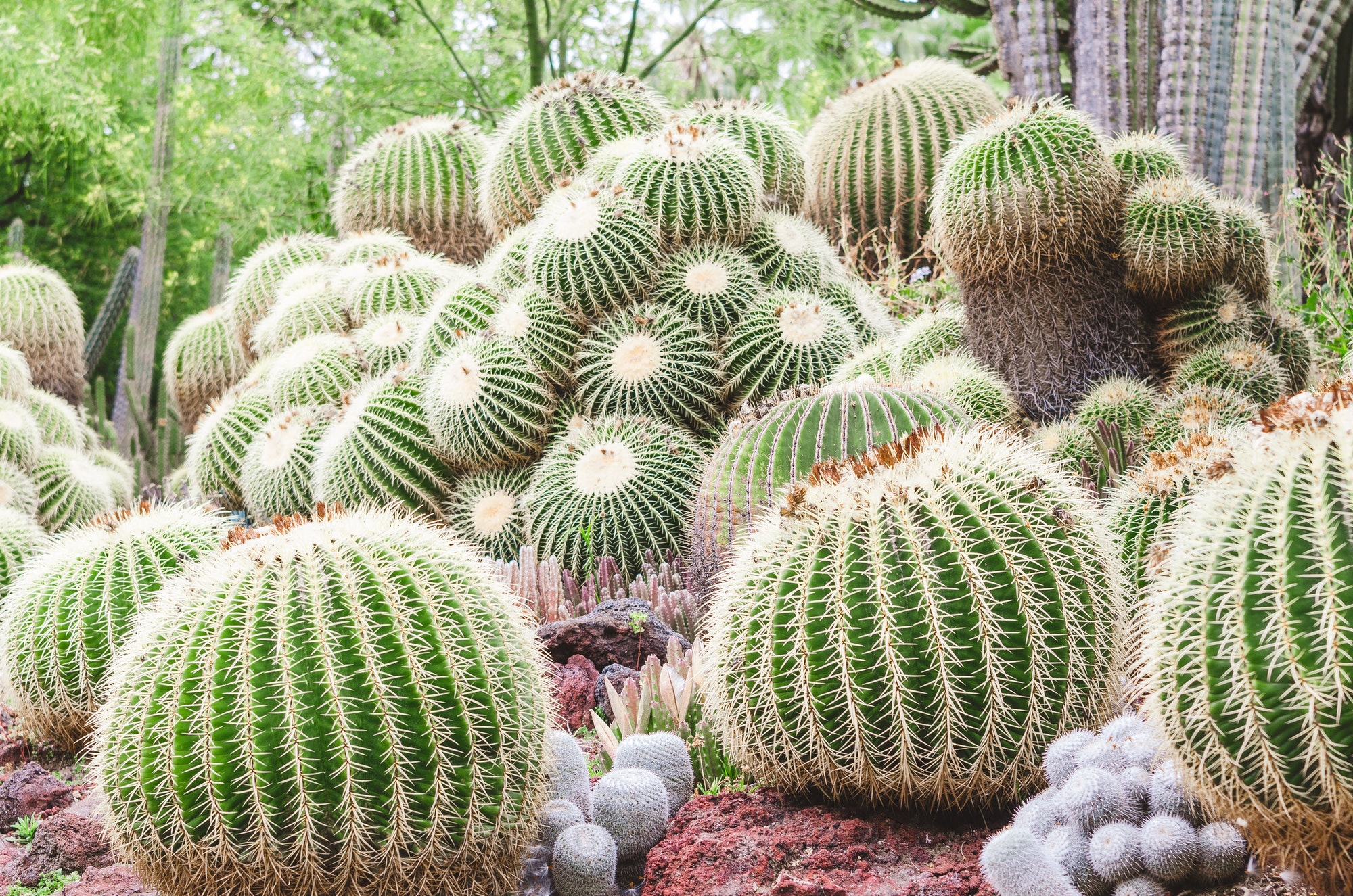 Desert cactus plants cacti in a botanical garden, arid climate, succulents,