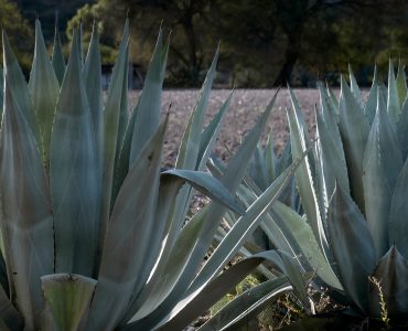 Green background of Agave Americana in Mexico, maguey used to make drinks like aguamiel and pulque