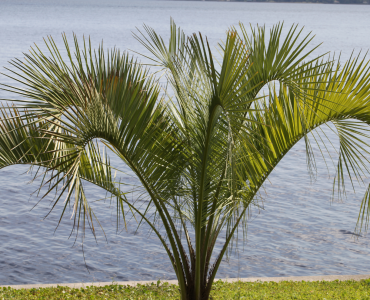 jelly palm trees