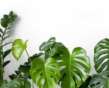 Many plants of the Monstera variety deliciosa or Swiss cheese plant on a white background.