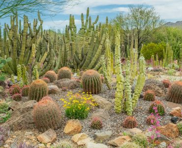 Mixed Cacti in the Desert