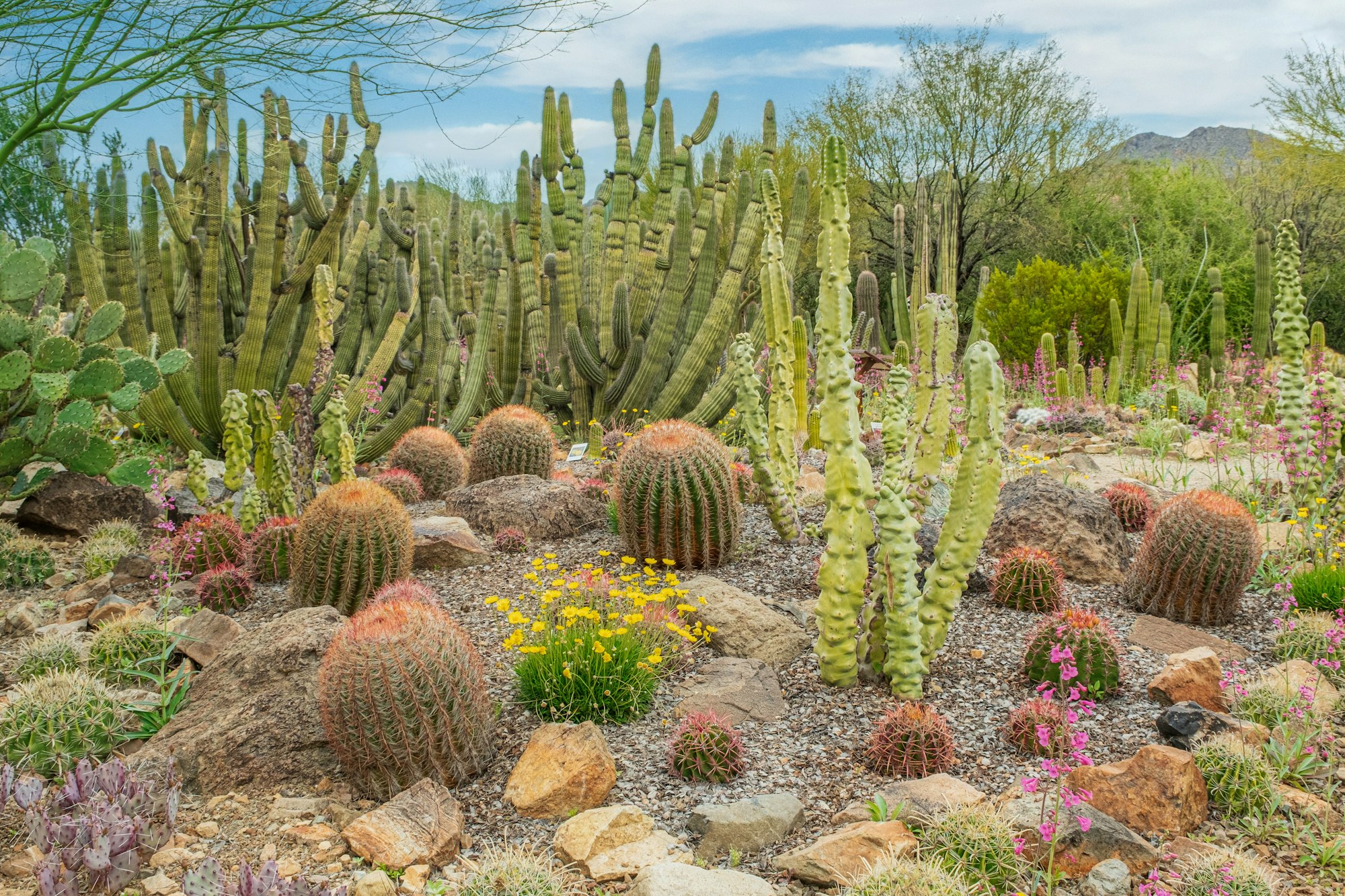 Mixed Cacti in the Desert