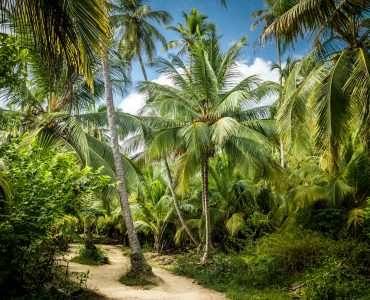 wild palm trees