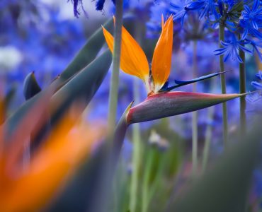 Bird of Paradise plant