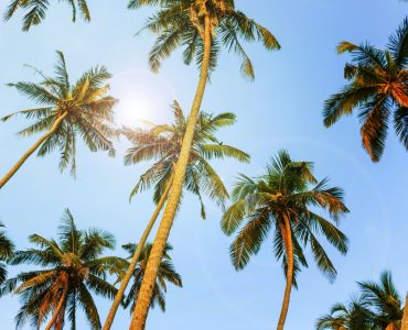 Silhouettes of palm trees