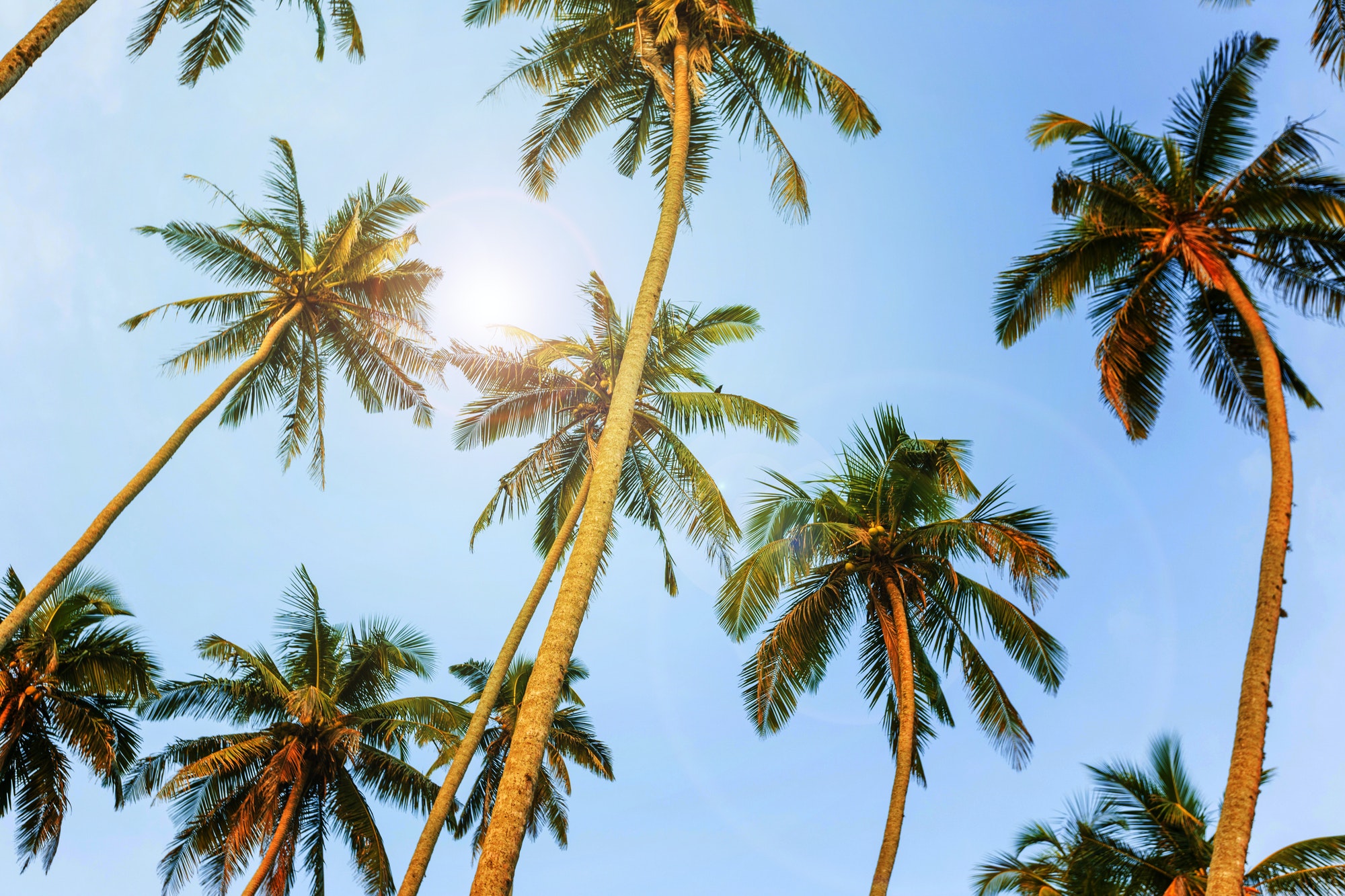What are some benefits and significance of palm trees?