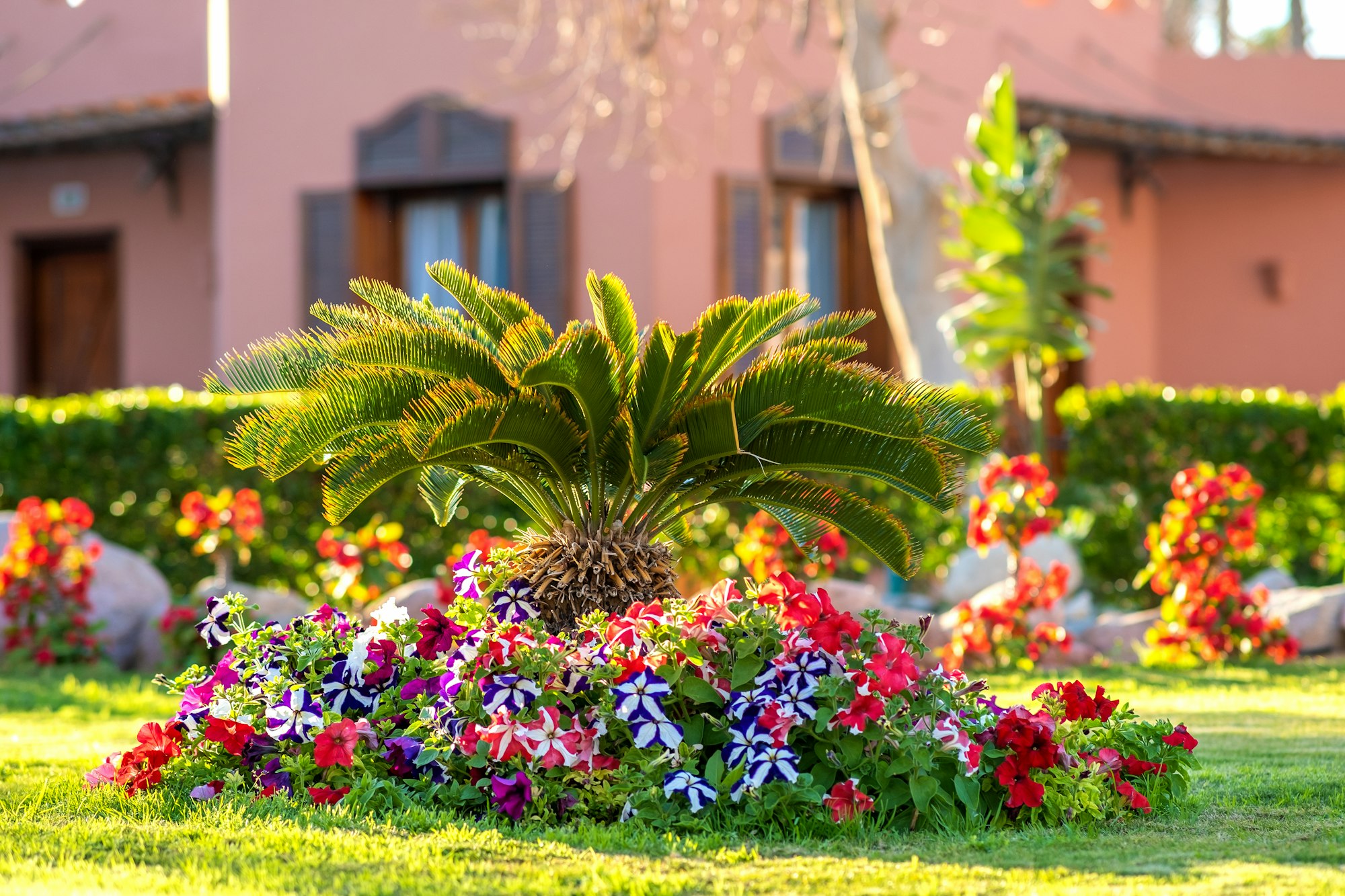Small green palm tree surrounded with bright blooming flowers growing on grass covered lawn in