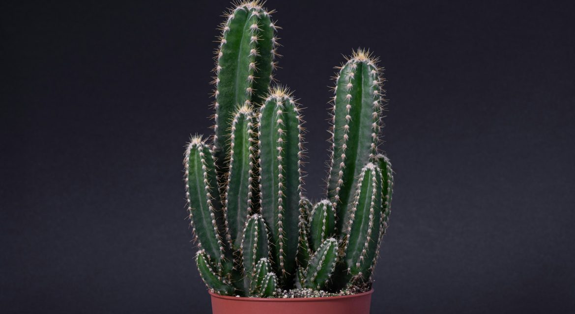 Small potted cactus Cereus Peruvianus isolated on black background