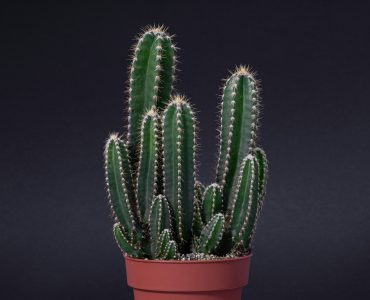 Small potted cactus Cereus Peruvianus isolated on black background