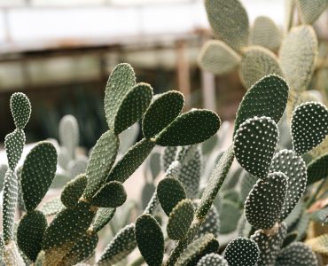 Succulent. Desert plant abstract background