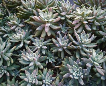 Succulents, plant of crassulacea perennial