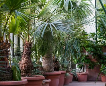 European Fan Palm