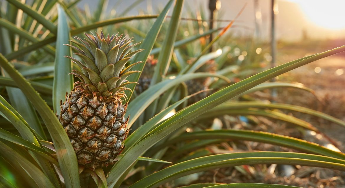 Tropical pineapples growing on tree