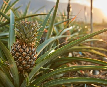 Tropical pineapples growing on tree