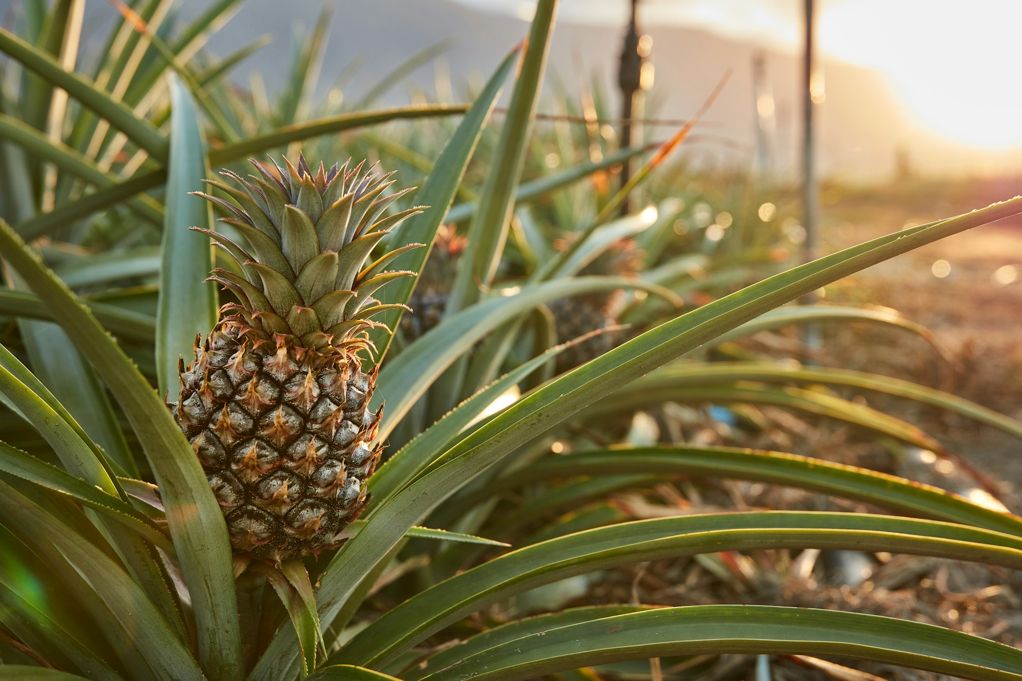 Easy Pineapple Plant Growing Tips Facts And Harvesting Guide