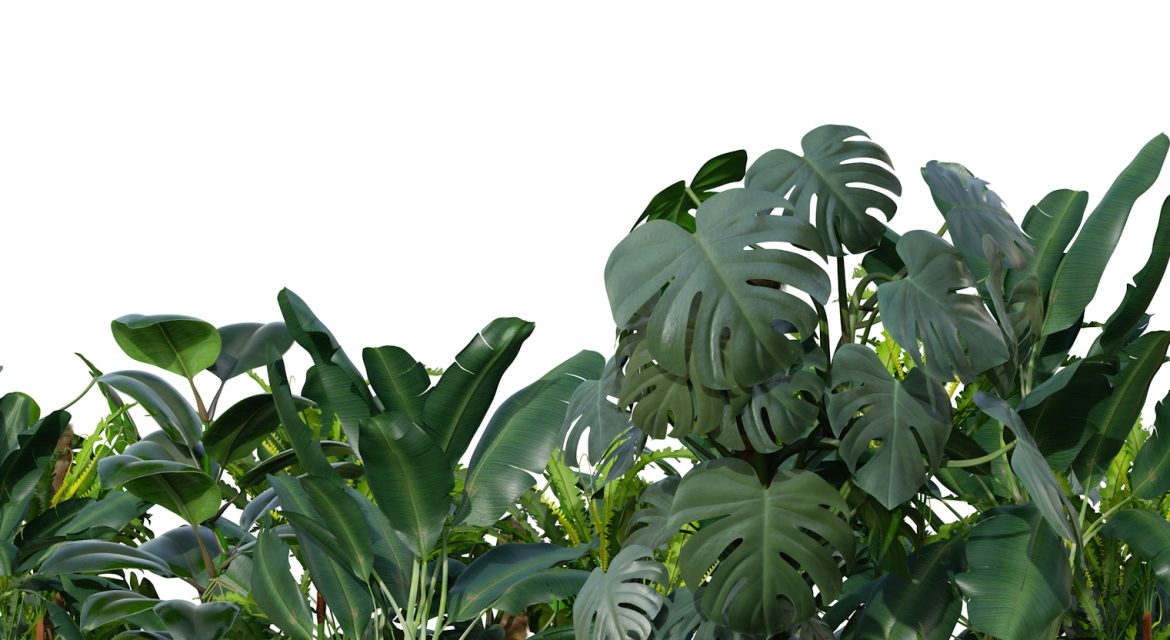 Tropical plants isolated on white background. Botanical foreground.