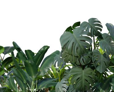 Tropical plants isolated on white background. Botanical foreground.