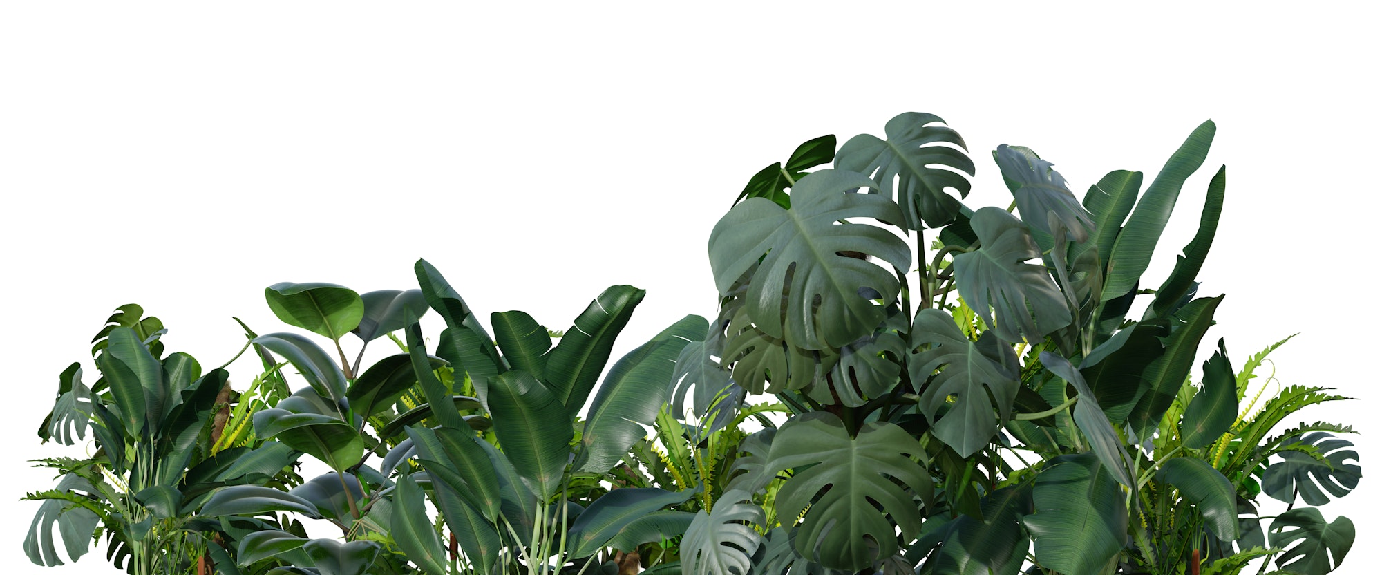 tropical-vs-temperate-plants