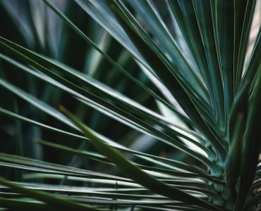 Yucca plant blue-green leaves closeup, Yucca rostrata, Beaked yucca