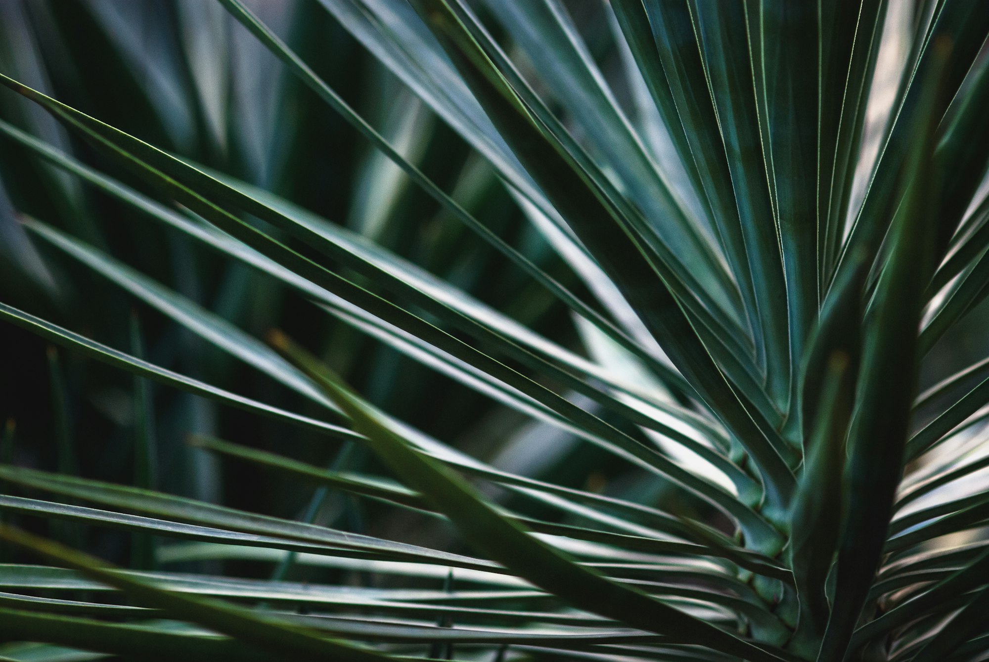 guide to growing beaked yucca plant in a pot