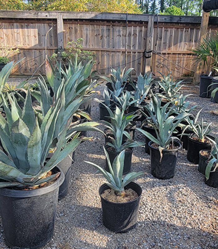 Agave Americana