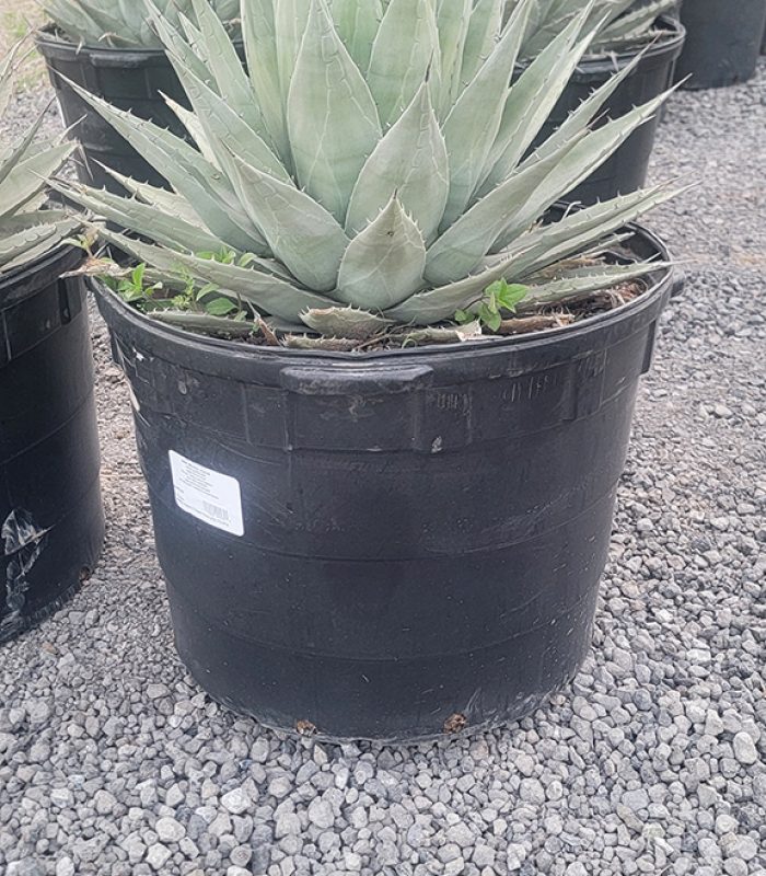 Agave Neomexicana