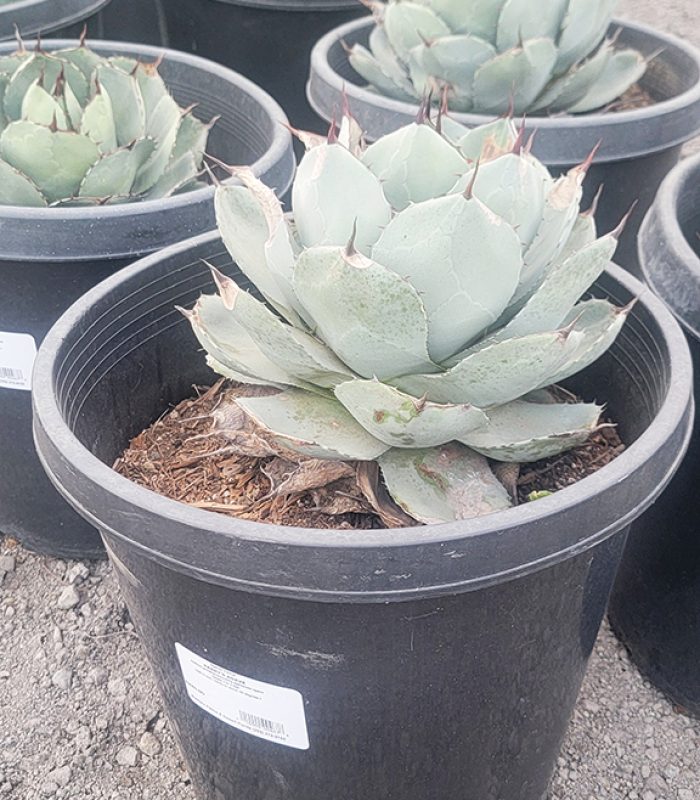 Agave Parryi